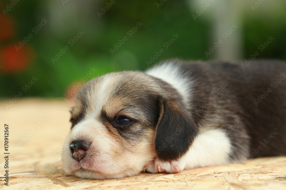 2 weeks pure breed beagle Puppy is sleeping and looking on natural green background