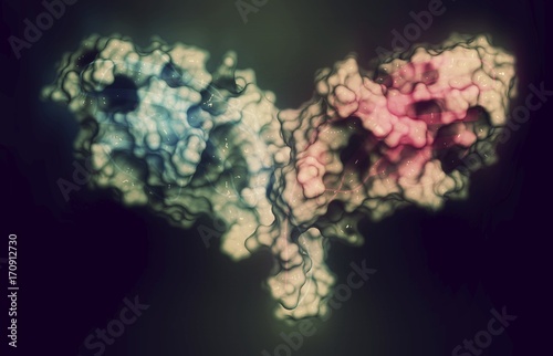 Immune checkpoint protein molecule, illustration photo