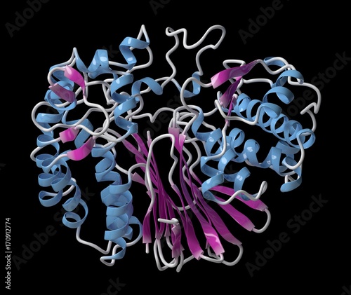 Gamma-glutamyltranspeptidase 1, illustration