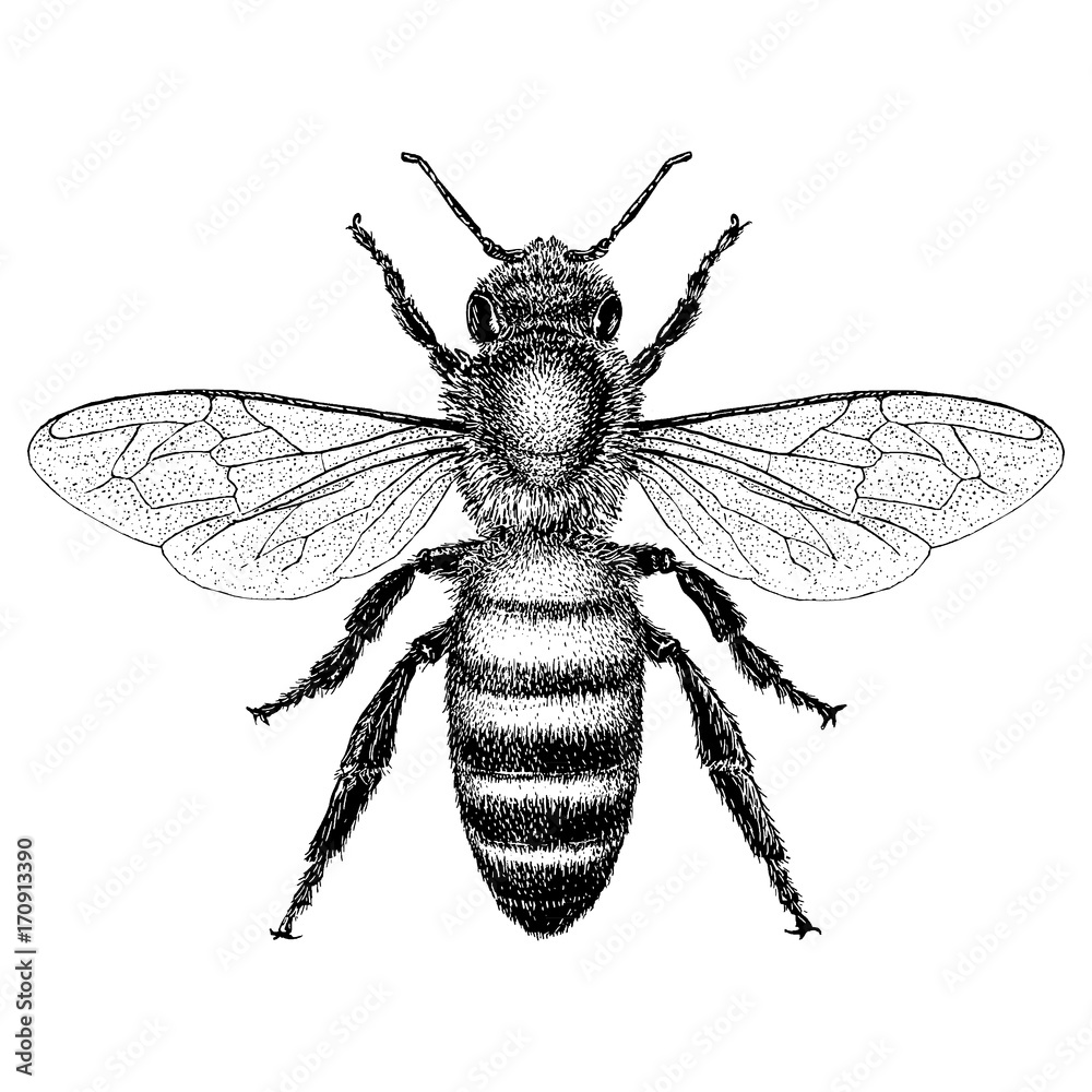 Honey Bee - obrazy, fototapety, plakaty 