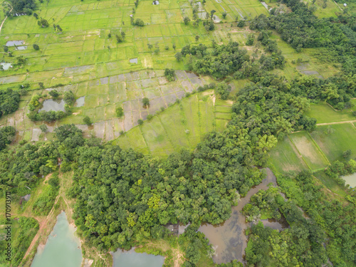 Aerial view of rubber plantations.