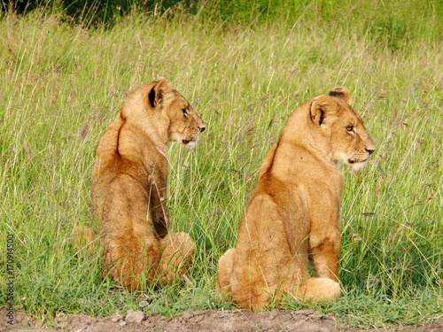 Kenya Safari ... Lions in Masai Mara, African Wildlife