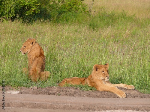 Kenya Safari ... Lions in Masai Mara, African Wildlife