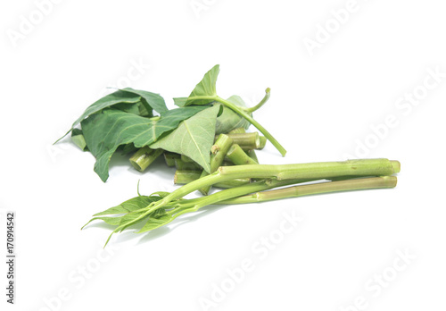 Chinese morning glory isolated on white background.