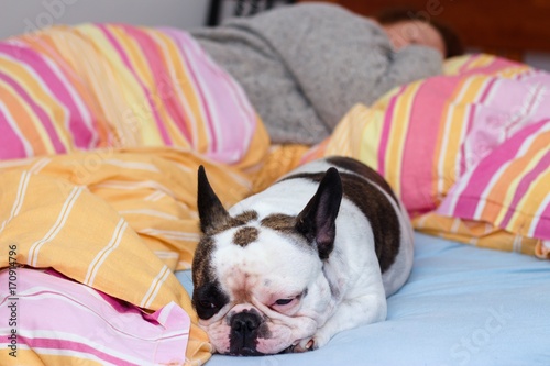 Frontal view of rench bulldog almost asleep in human bed with person in background