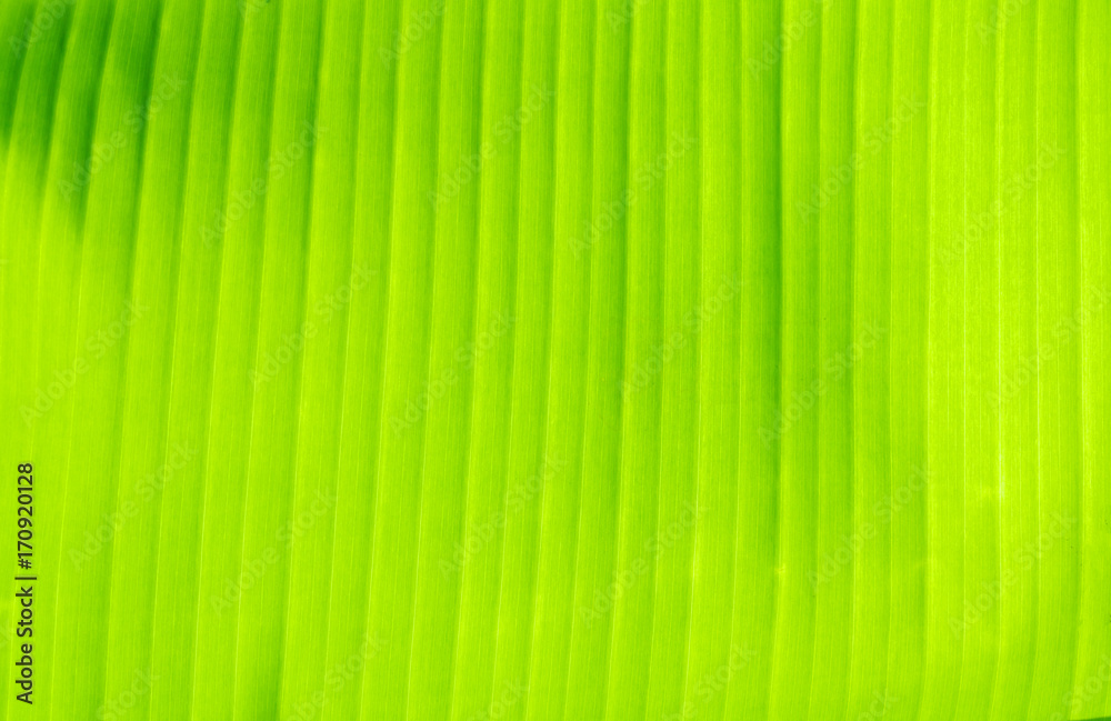 Banana leaf texture fresh green background in nature with copy space add text Banana leaf texture fresh green background in nature with copy space add text