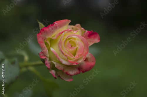 Flower of a rose with petals of limoono-pink colour of colour 2