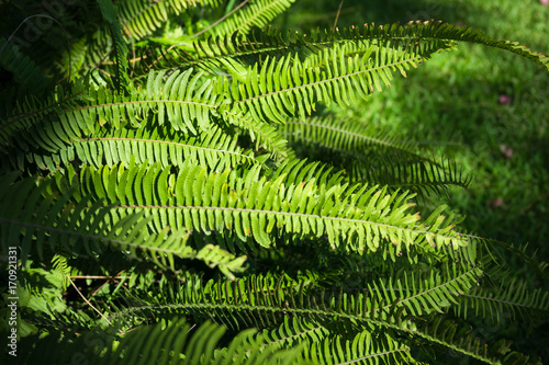 Nephrolepis exaltata (The Sword Fern) photo