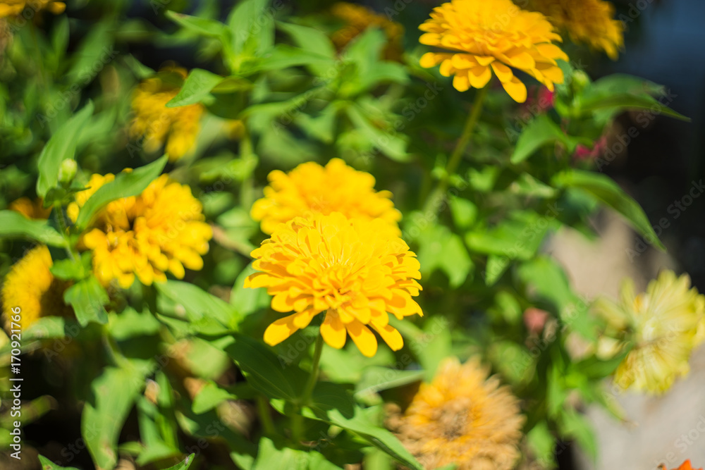 Autumnal flowers in a garden Autumnal flowers in a garden