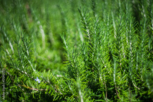 Rosemary herb in nature
