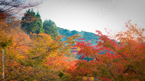 sunshine on the green and red color change leave with soft focus background red shrine at kiyomizu japan