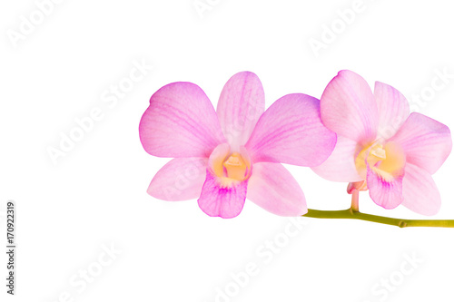 Orchid flower pink beautiful isolated on white background and clipping path