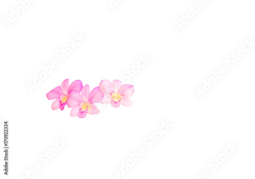 Orchid flower pink beautiful isolated on white background and clipping path © pramot48