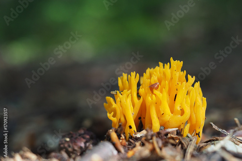 Klebriger Hörnling, Calocera viscosa  photo