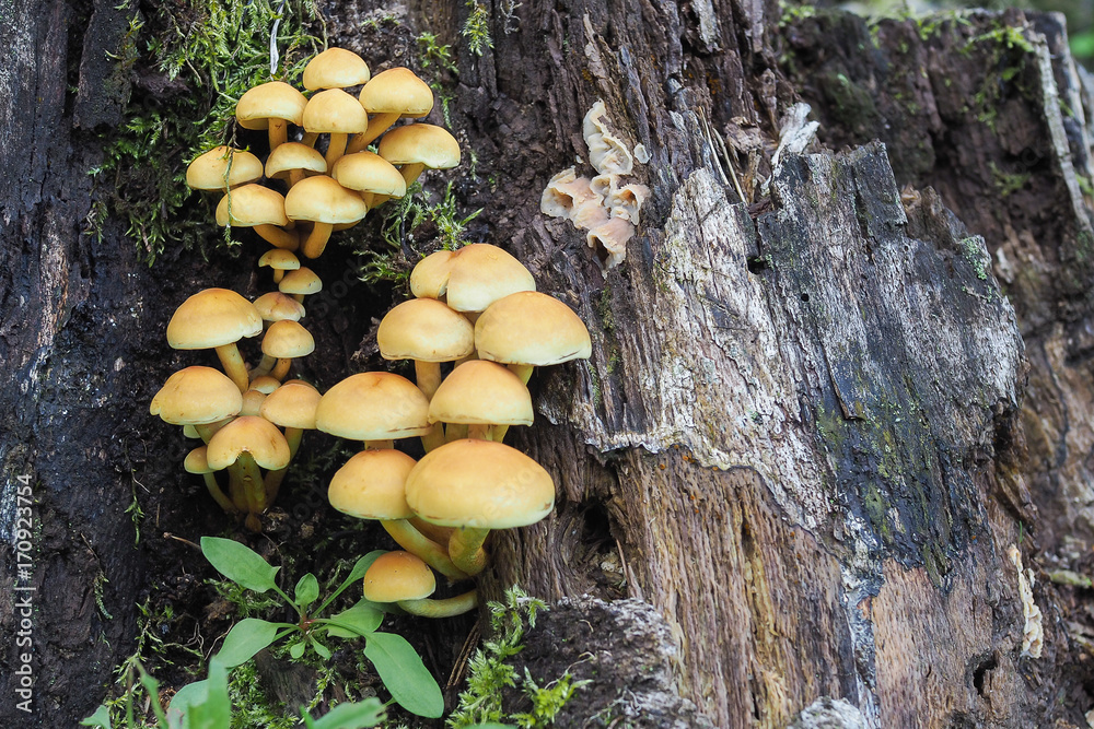 Grünblättriger Schwefelkopf, Hypholoma fasciculare Grünblättriger Schwefelkopf, Hypholoma fasciculare