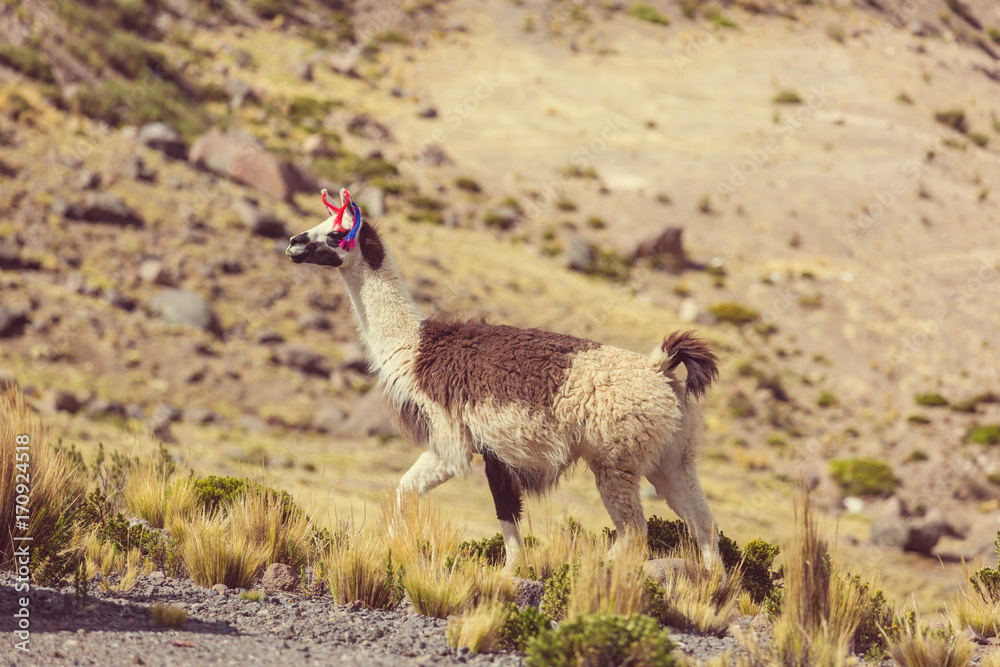 Fototapeta premium Llama