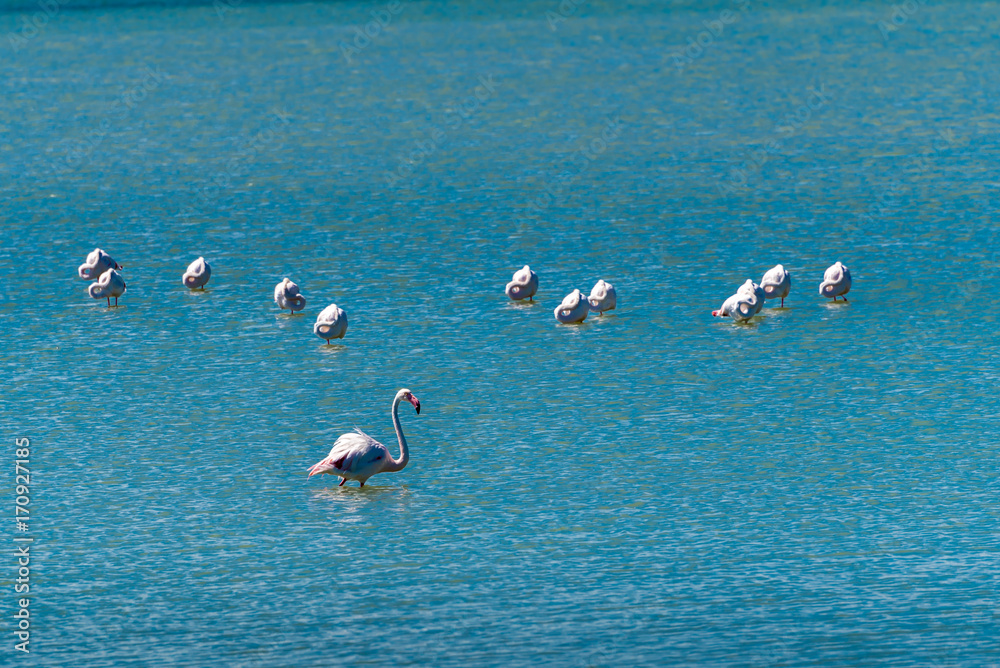 Flamingo in Wasser türkis