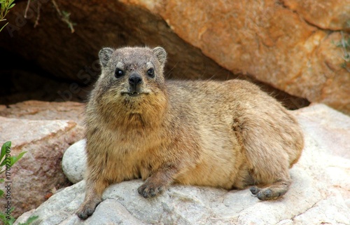 A full-length shot of a Hyrax laying on a rock facing the camera looking alert.