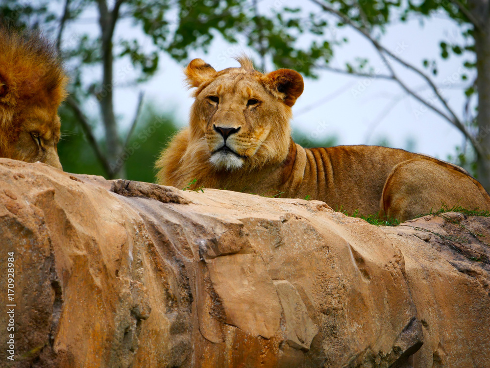 Obraz premium Lionne