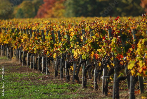 Vignoble de l'appellation Pessac-Léognan à l'automne, Gironde, France