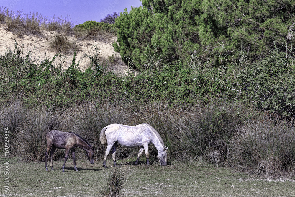 Parque de Doñana Parque de Doñana