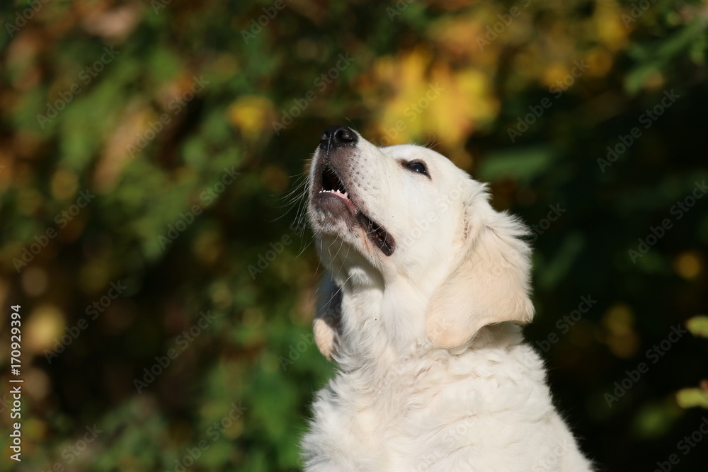 Golden Retriever Welpe Golden Retriever Welpe