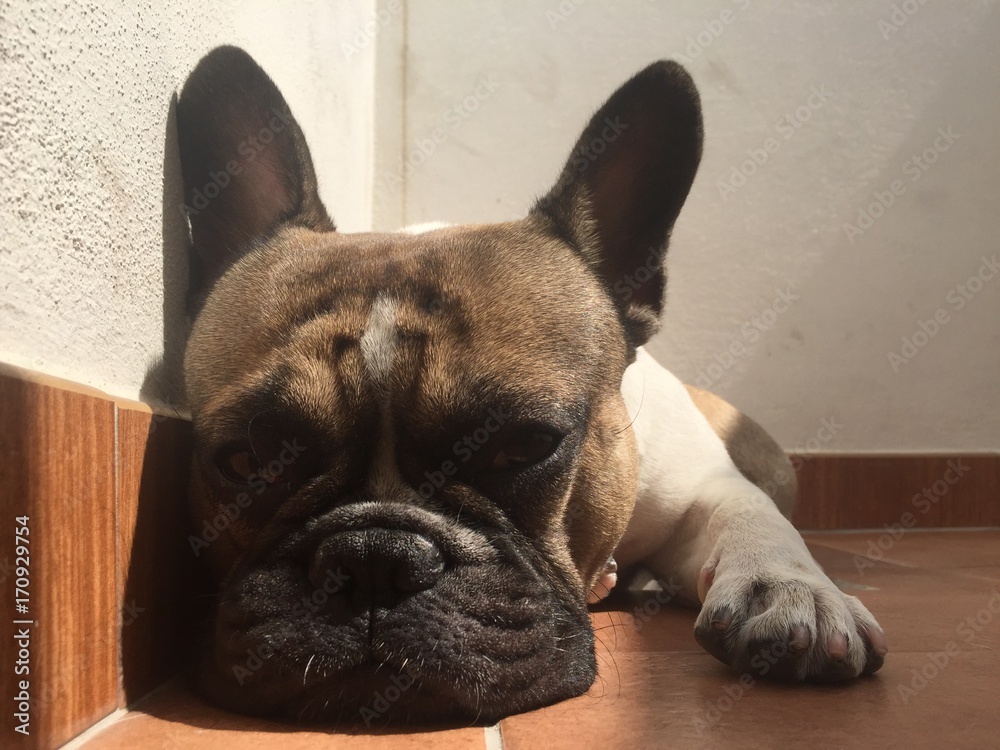 French bouledogue sleeping, bulldog, close-up French bouledogue sleeping, bulldog, close-up
