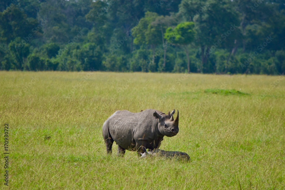 サバナ気候 Images Browse 6 Stock Photos Vectors And Video Adobe Stock