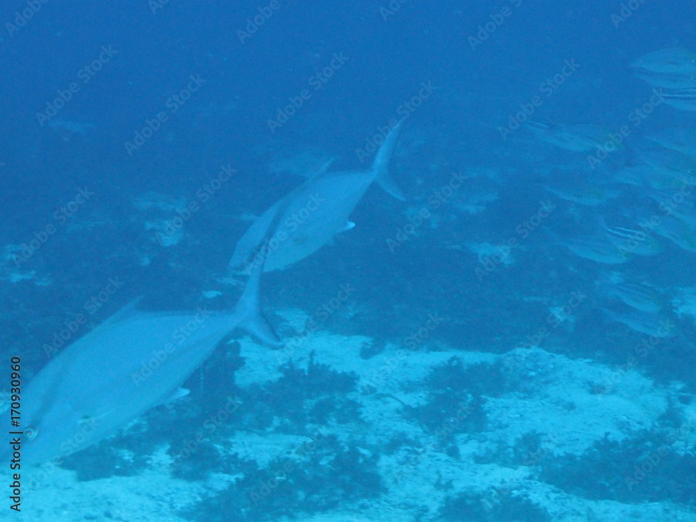 Fototapeta premium あめんぼ