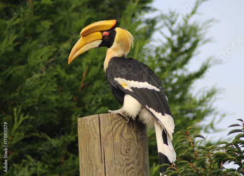 great hornbill (Buceros bicornis)