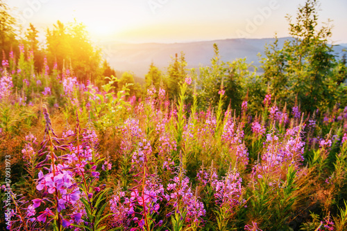 wild flower meadow through sunlight © standret