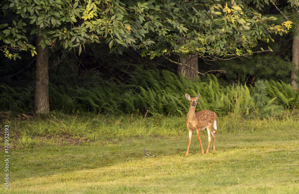 white-tailed deer,Odocoileus virginianus white-tailed deer,Odocoileus virginianus