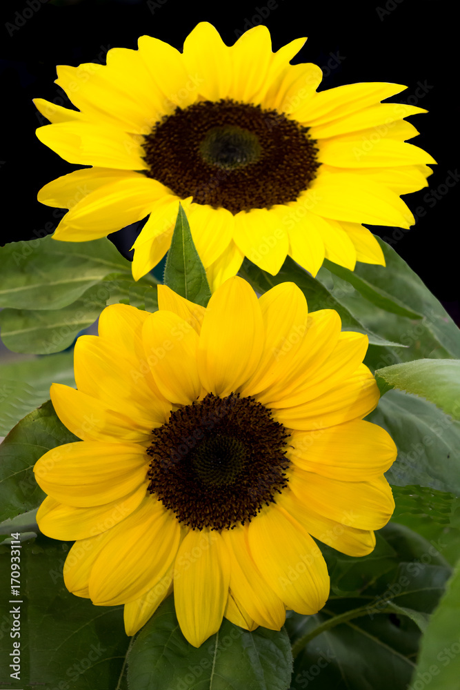 Obraz premium Pair bright yellow sunflowers