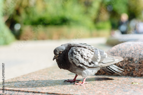 A fluffy ruffled sick pigeon