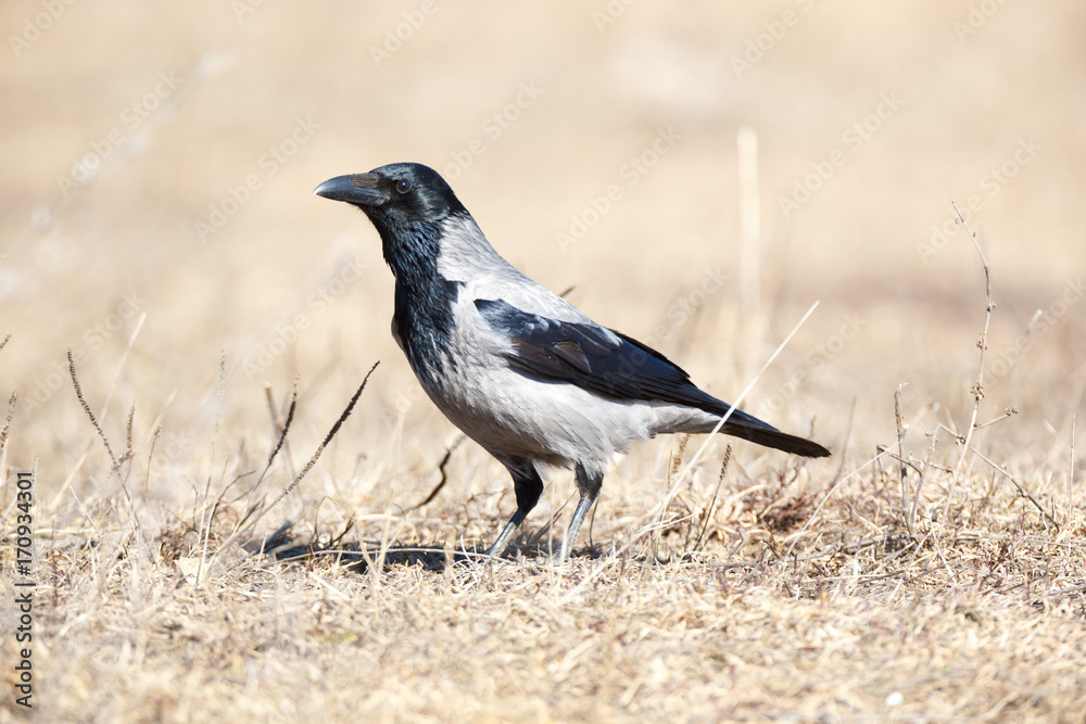 Fototapeta premium Hooded Crow (Corvus cornix).