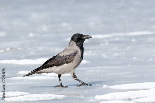 Hooded Crow (Corvus cornix).