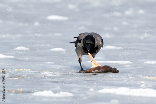 Hooded Crow (Corvus cornix).