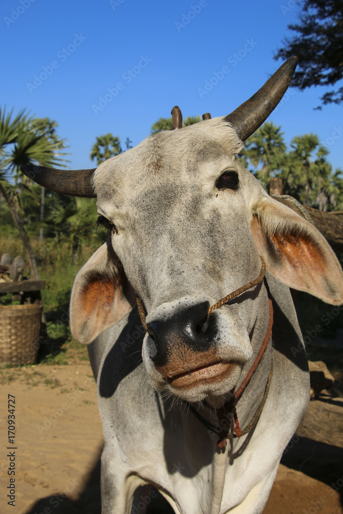 Burmese grey ox close up at Bagan, Myanmar (Burma)