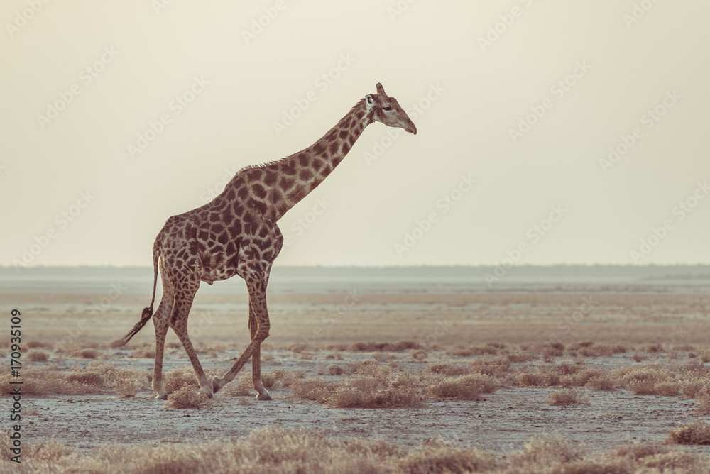Obraz premium Giraffe walking in the bush on the desert pan at sunset. Wildlife Safari in the Etosha National Park, the main travel destination in Namibia, Africa. Profile view, scenic soft light.