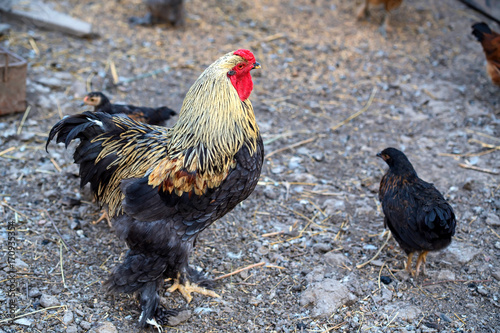 Cock is on the farmyard