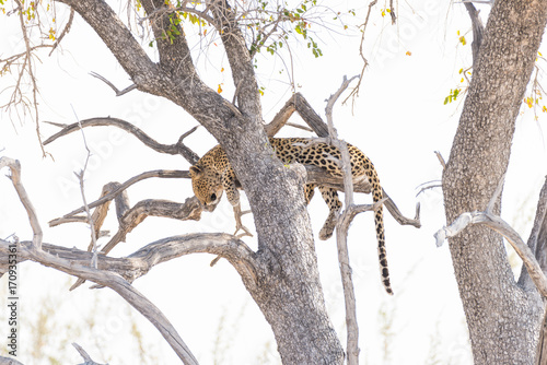Leopard perching from Acacia tree branch against white sky. Wildlife safari in the Etosha National Park  main travel destination in Namibia  Africa.
