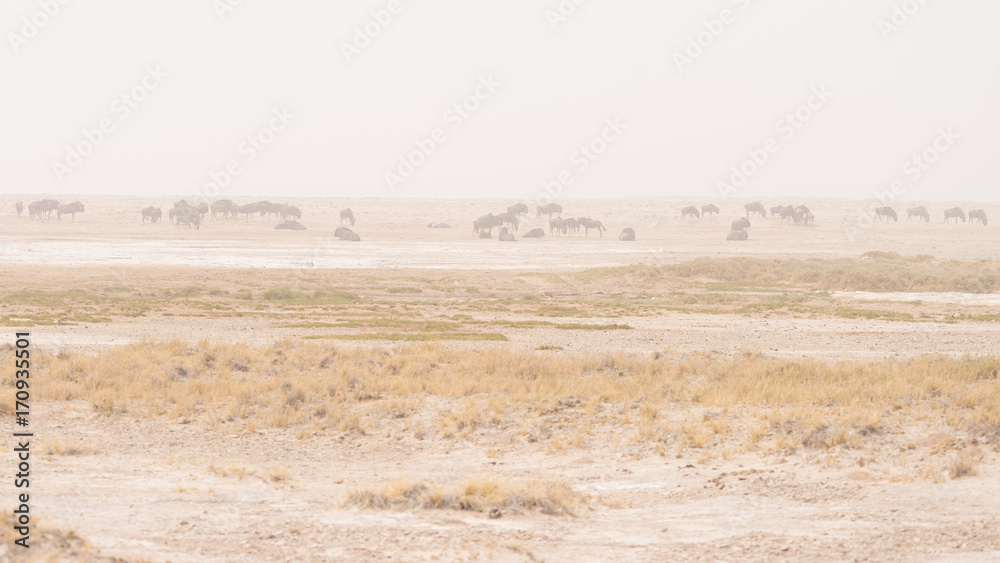 Herd of antelopes grazing in the desert pan. Sand storm and fog. Wildlife Safari in the Etosha National Park, famous travel destination in Namibia, Africa.