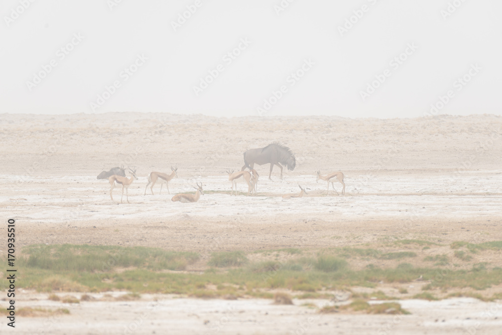 Herd of antelopes grazing in the desert pan. Sand storm and fog. Wildlife Safari in the Etosha National Park, famous travel destination in Namibia, Africa. Herd of antelopes grazing in the desert pan. Sand storm and fog. Wildlife Safari in the Etosha National Park, famous travel destination in Namibia, Africa.