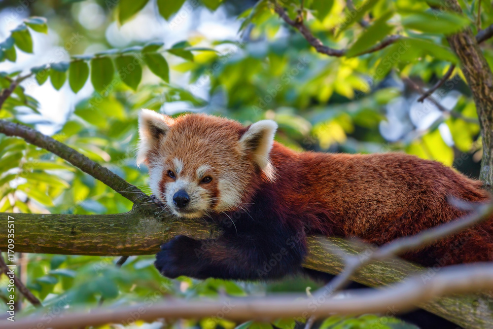 Fototapeta premium Cute red panda or Ailurus fulgens on tree