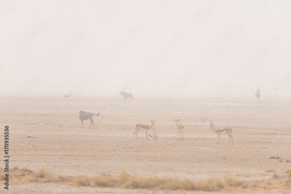 Herd of antelopes grazing in the desert pan. Sand storm and fog. Wildlife Safari in the Etosha National Park, famous travel destination in Namibia, Africa. Herd of antelopes grazing in the desert pan. Sand storm and fog. Wildlife Safari in the Etosha National Park, famous travel destination in Namibia, Africa.
