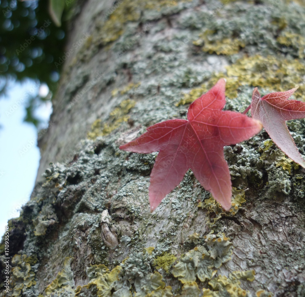 Red leaf growing out of tree bark