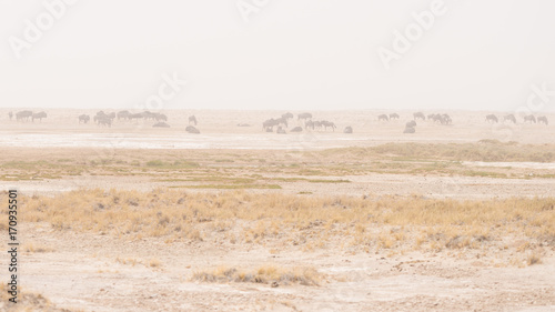 Herd of antelopes grazing in the desert pan. Sand storm and fog. Wildlife Safari in the Etosha National Park, famous travel destination in Namibia, Africa.