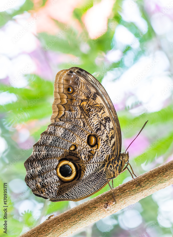 Fototapeta premium Tropical owl butterfly