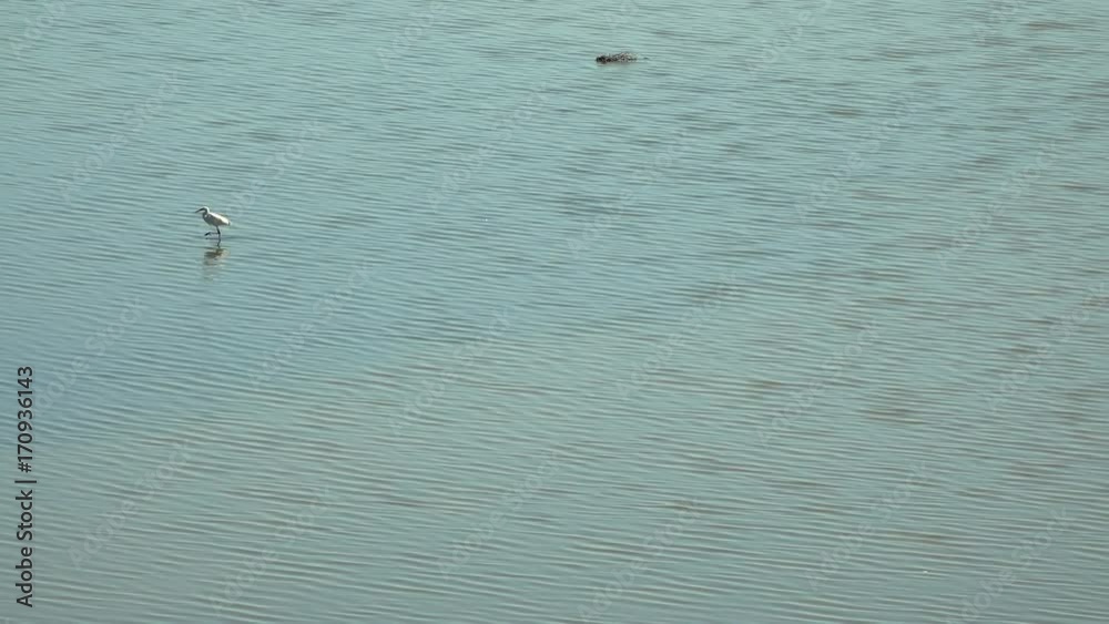 pink flamingo walking in water of brackish lagoon pink flamingo walking in water of brackish lagoon