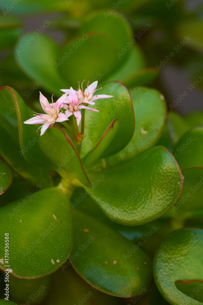 Plant flowers and green leaves Plant flowers and green leaves